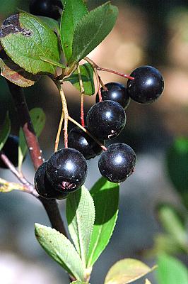Aronia x prunifolia