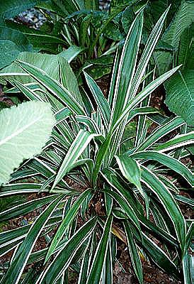 Carex siderosticha 'Variegata'