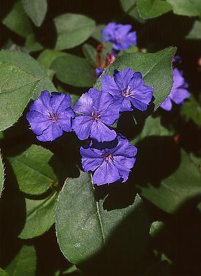 Ceratostigma plumbaginoides