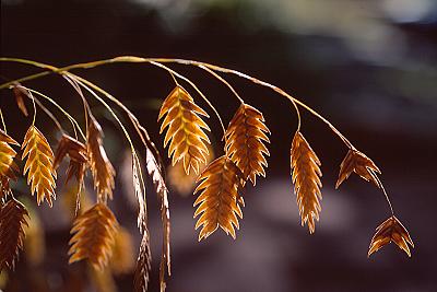 Chasmanthium latifolium