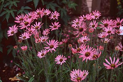 Echinacea tennesseensis
