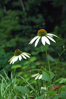 Echinacea purpurea 'Cygnet White'