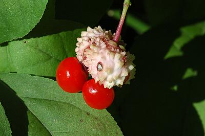 Euonymus obovatus