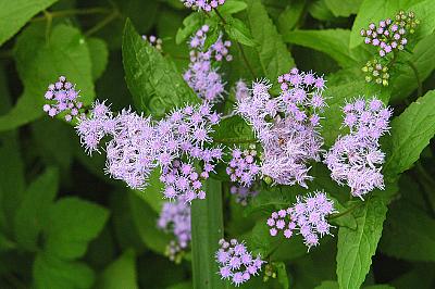 Eupatorium coelestinum