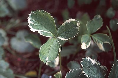 Fragaria vesca 'Variegata'