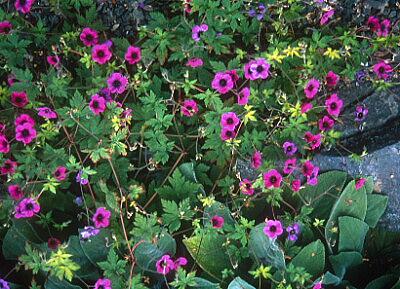Geranium 'Ann Folkard'