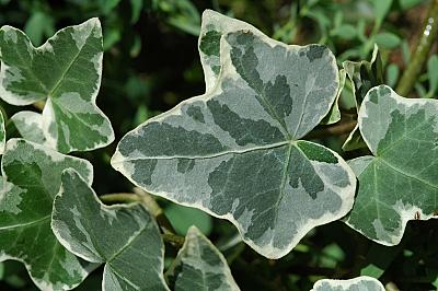 Hedera helix 'Glacier'
