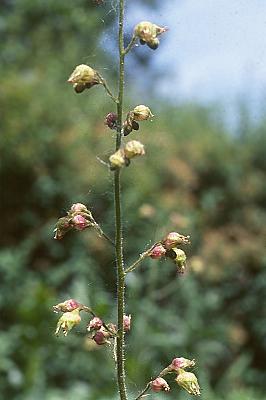 Heuchera richardsonii