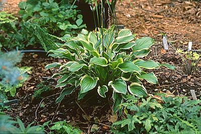 Hosta 'So Sweet'