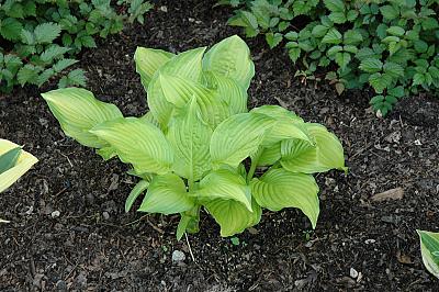 Hosta 'Hoosier Harmony'