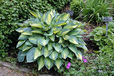 Hosta tardiana 'June'