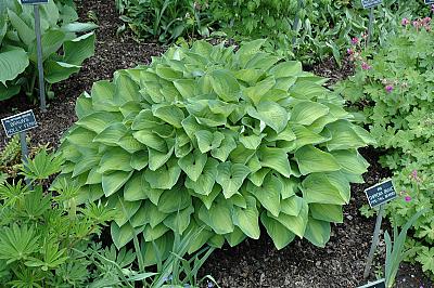 Hosta 'Sweet Home Chicago'