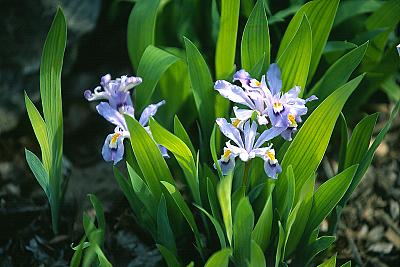 Iris cristata