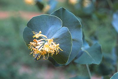 Lonicera prolifera