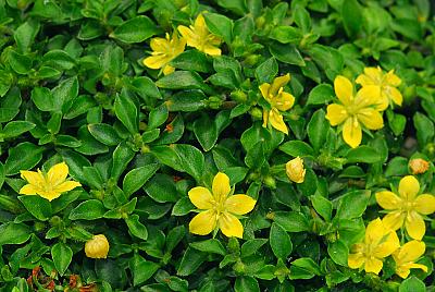 Lysimachia japonica var. minutissima