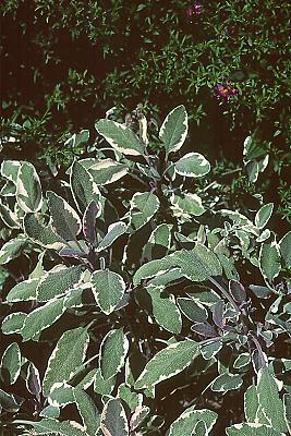 Salvia officinalis 'Tricolor'