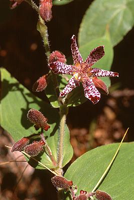 Tricyrtis 'Sinonome'