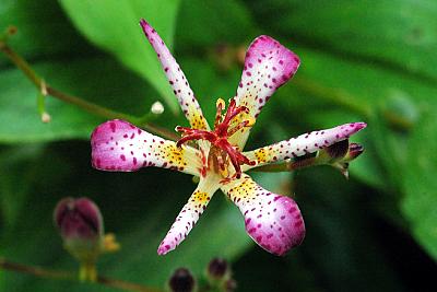 Tricyrtis 'Amethystina'