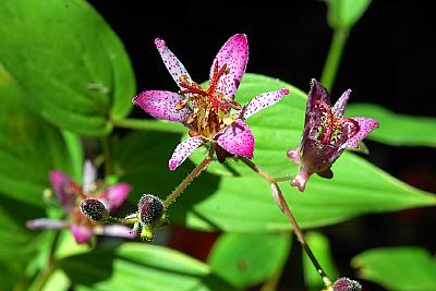 Tricyrtis formosana 'Gilt Edge'
