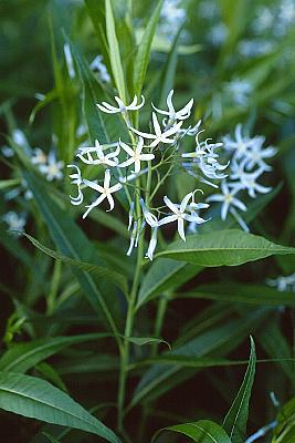 Amsonia tabernaemontana