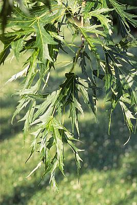 Acer saccharinum 'Laciniatum'