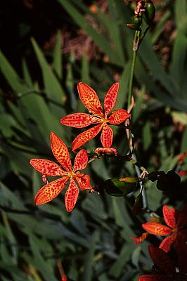 Belamcanda chinensis