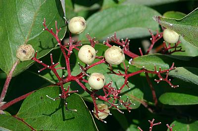 Cornus drummondii
