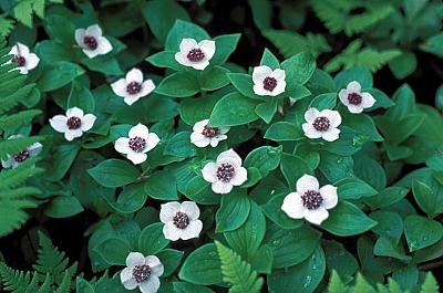 Cornus canadensis
