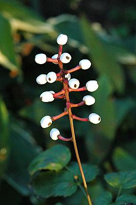 Actaea pachypoda