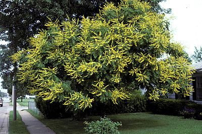 Koelreuteria paniculata