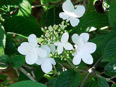 Viburnum plicatum forma tomentosum 'Summer Snowflake'