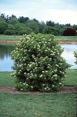 Viburnum sieboldii