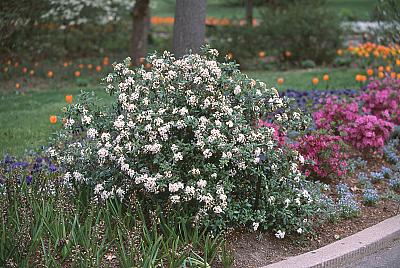 Viburnum x burkwoodii 'Conoy'