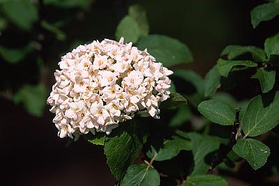 Viburnum x juddii