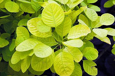 Cotinus coggygria 'Ancot' PP#13,082 (Golden Spirit [TM])