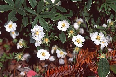 Potentilla alba