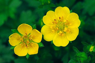 Potentilla neumanniana 'Nana'