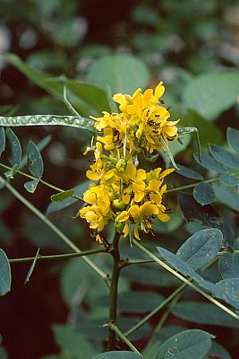 Cassia hebecarpa