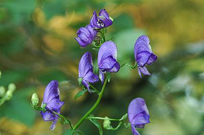 Aconitum napellus