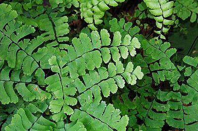 Adiantum pedatum