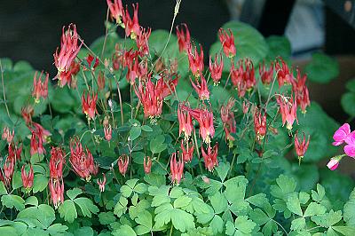 Aquilegia canadensis 'Little Lanterns'