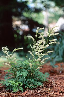 Aruncus aethusifolius