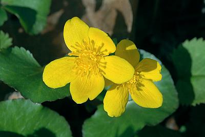 Caltha palustris