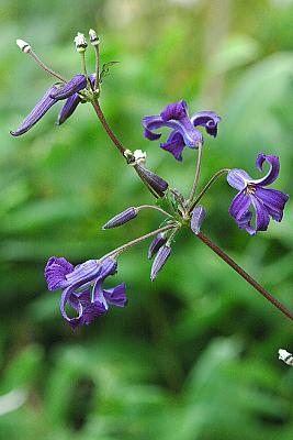 Clematis heracleifolia 'China Purple'