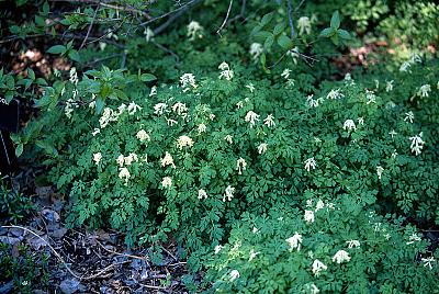 Corydalis ochroleuca