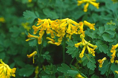 Corydalis lutea