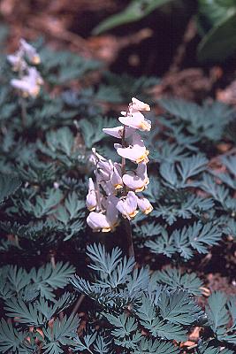 Dicentra cucullaria