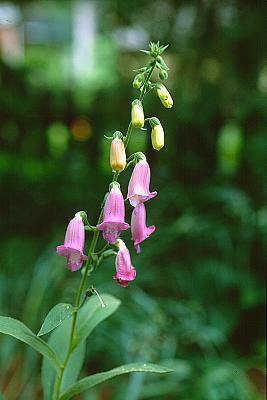 Digitalis thapsi 'Spanish Peaks'