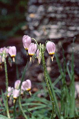 Dodecatheon meadia
