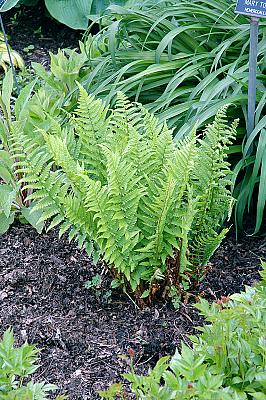 Dryopteris filix-mas
